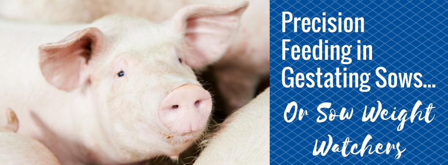 Precision Feeding In Gestating Sows Or Sow Weight Watchers